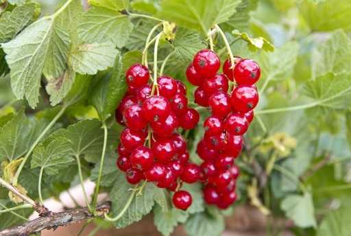 Redcurrant fruit on branch